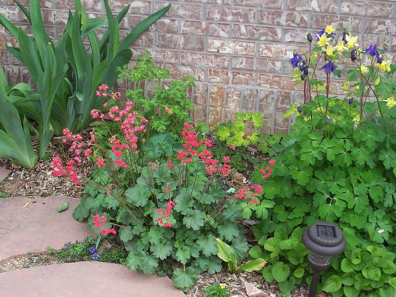 Pair It With Other Native Shade Plants Pair It With Other Native Shade Plants