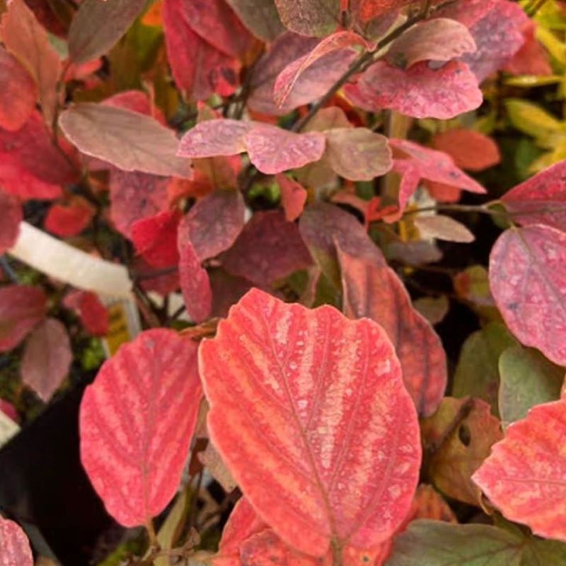 Pair It With Other Native Shrubs