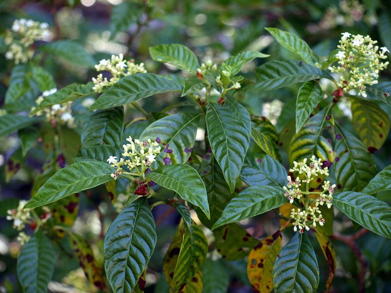 Pair Marlberry With Other Native Bird Plants
