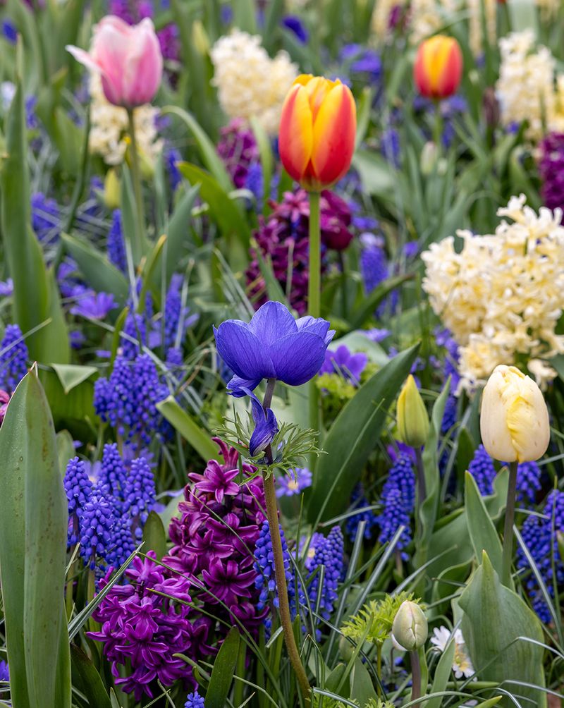 Pair Them With Later Spring Companions