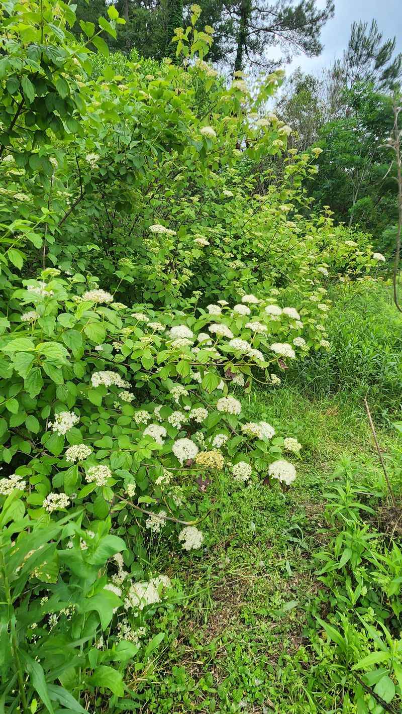 Pair Viburnums For A Fuller Natural Barrier