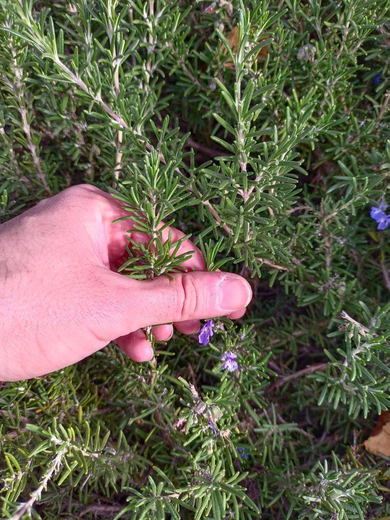 Pairing Rosemary With Other Aromatic Deterrents