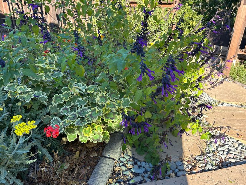 Pairing Tricolor Sage With Other Plants Pairing Tricolor Sage With Other Plants