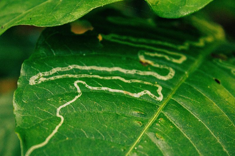 Pale Squiggly Tunnels Winding Inside Parsley Leaves
