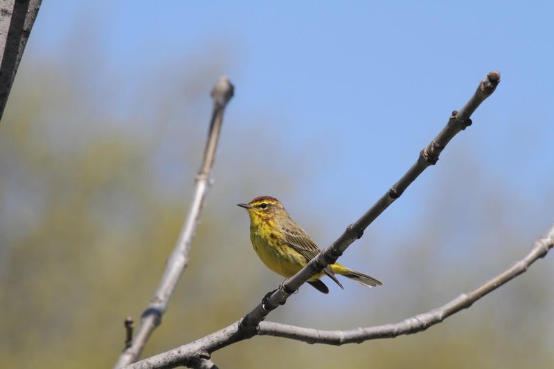 Palm Warblers Wander Through Open Yard Spaces Palm Warblers Wander Through Open Yard Spaces