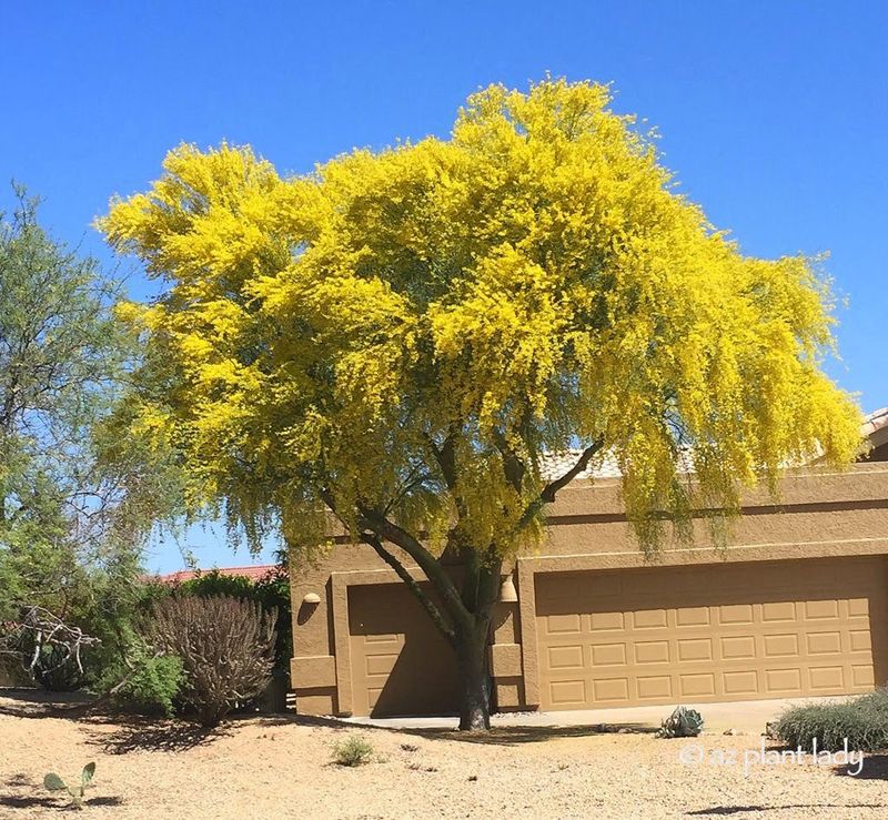 Palo Verde (Arizona's State Tree) Palo Verde (Arizona's State Tree)