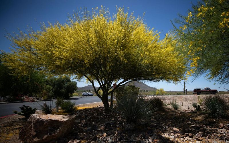 Palo Verde (Cercidium floridum)