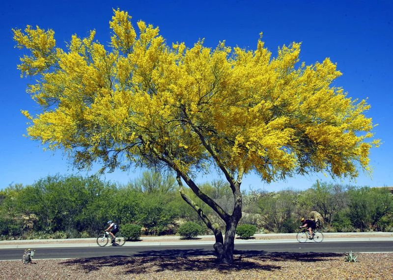 Palo Verde (Parkinsonia spp.)