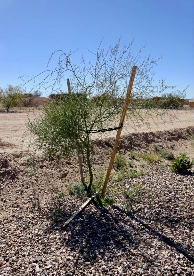 Palo Verde Seedlings