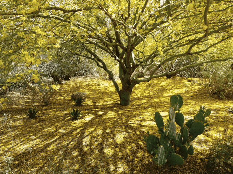 Palo Verde