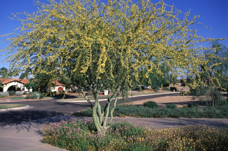 Palo verde is the strongest fit for the unnamed desert native