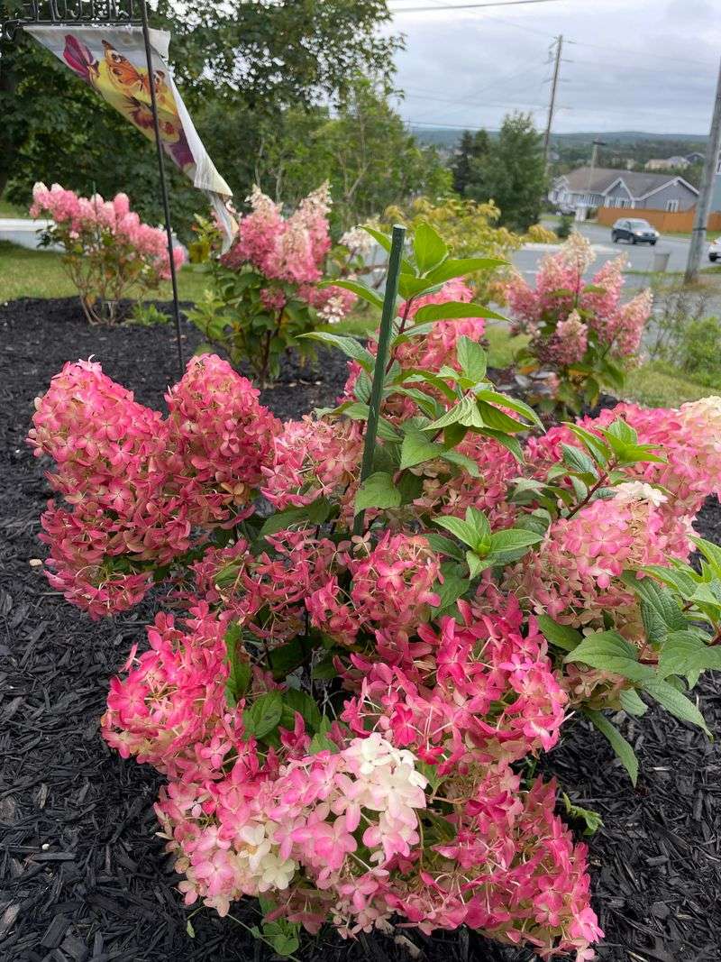 Panicle Hydrangea Changes Colors Like Magic