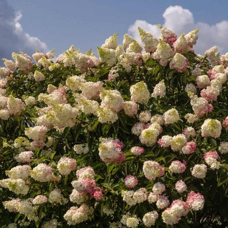 Panicle Hydrangea Gets A Fall Trim To Stay Upright