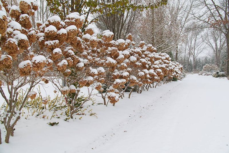 Panicle Hydrangeas Can Keep Their Flower Heads Through Winter Panicle Hydrangeas Can Keep Their Flower Heads Through Winter