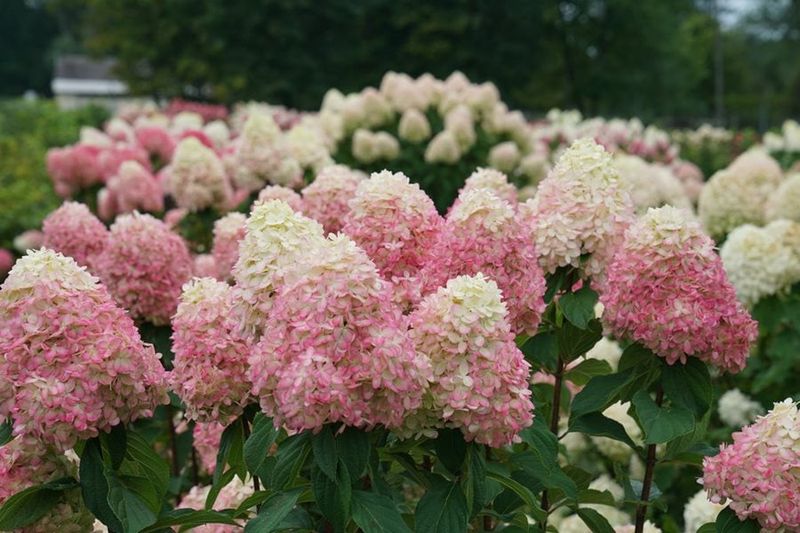 Panicle Hydrangeas Handle More Pruning Later Panicle Hydrangeas Handle More Pruning Later