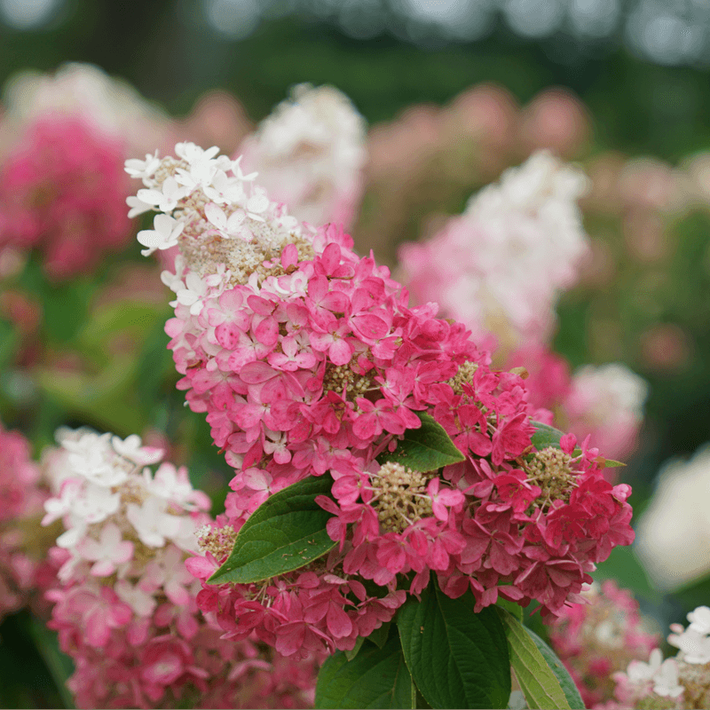 Panicle Hydrangeas (Limelight, Pinky Winky) Panicle Hydrangeas (Limelight, Pinky Winky)