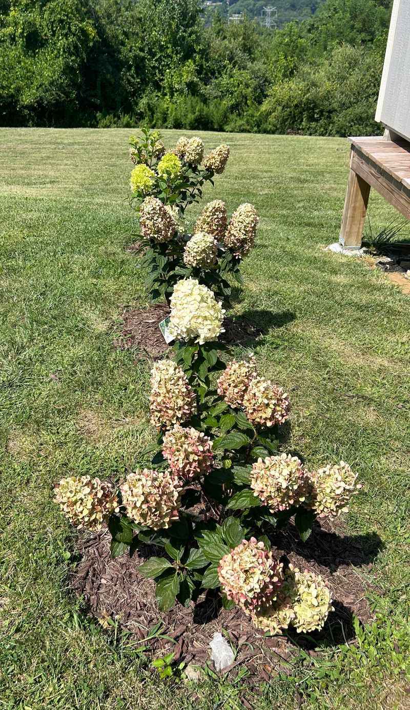 Panicle Types Are The Forgiving Ones
