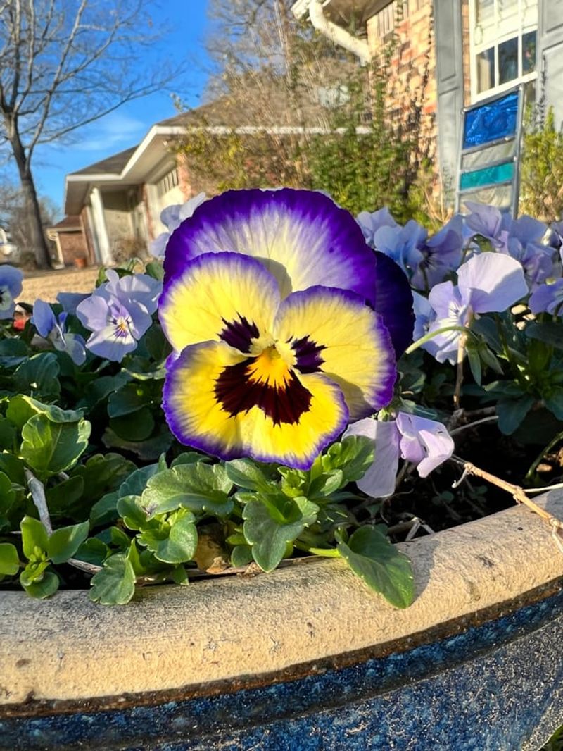 Pansies And Violas For Color Into Winter