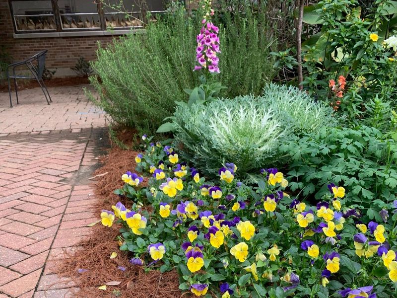 Pansies And Violas For Winter Color Pansies And Violas For Winter Color