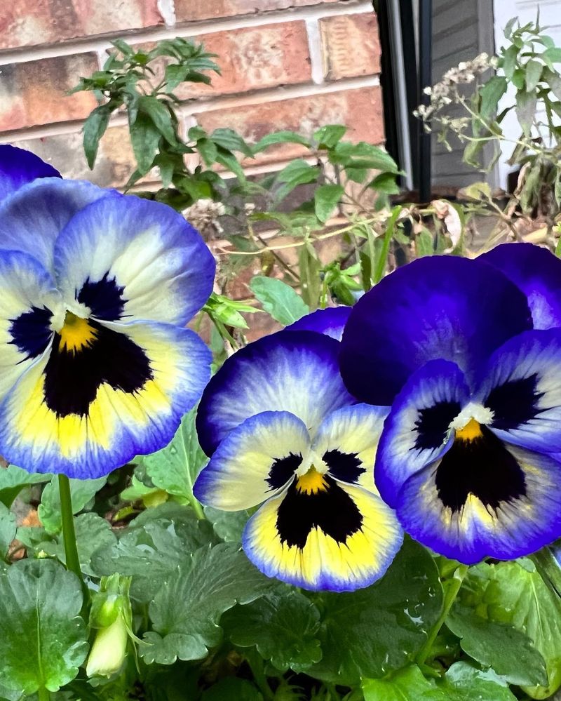 Pansies And Violas Take Over From Here Pansies And Violas Take Over From Here