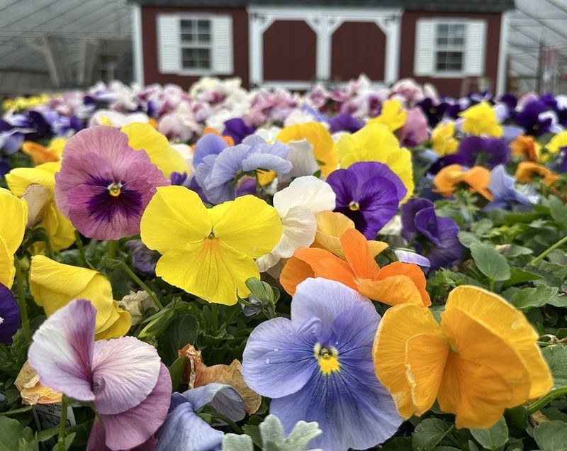 Pansies And Violas