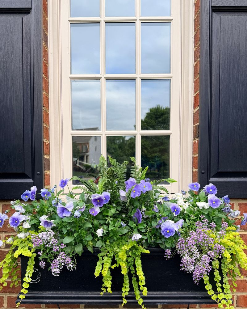 Pansies Bring Reliable Color Through Cool Weather Pansies Bring Reliable Color Through Cool Weather