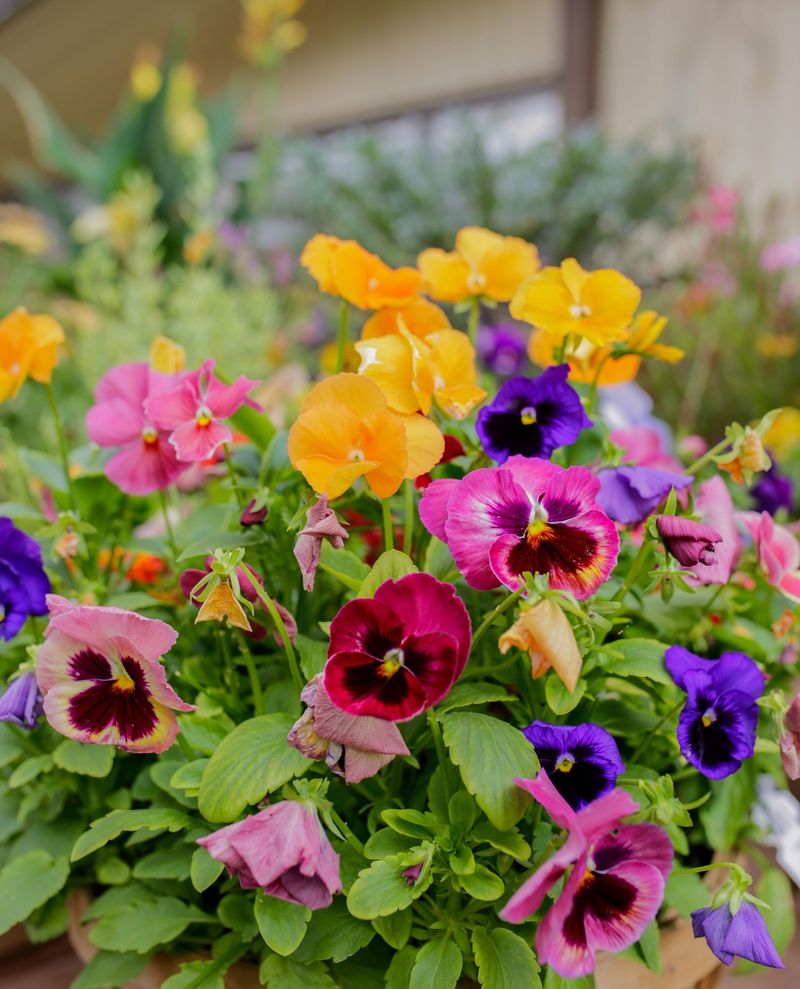 Pansies Bring The Biggest Rush Of Fall Color