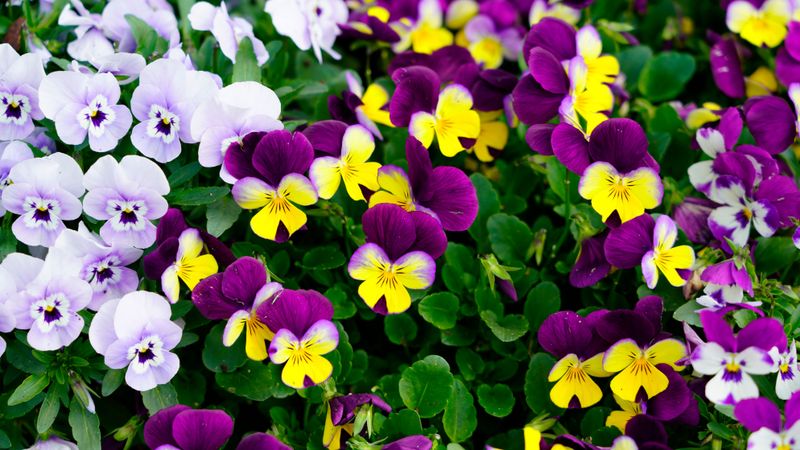 Pansies For Cheerful Color That Laughs At Cold Pansies For Cheerful Color That Laughs At Cold