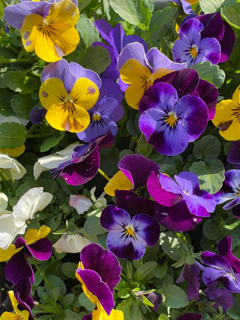 Pansies For Cool-Weather Cheer Pansies For Cool-Weather Cheer