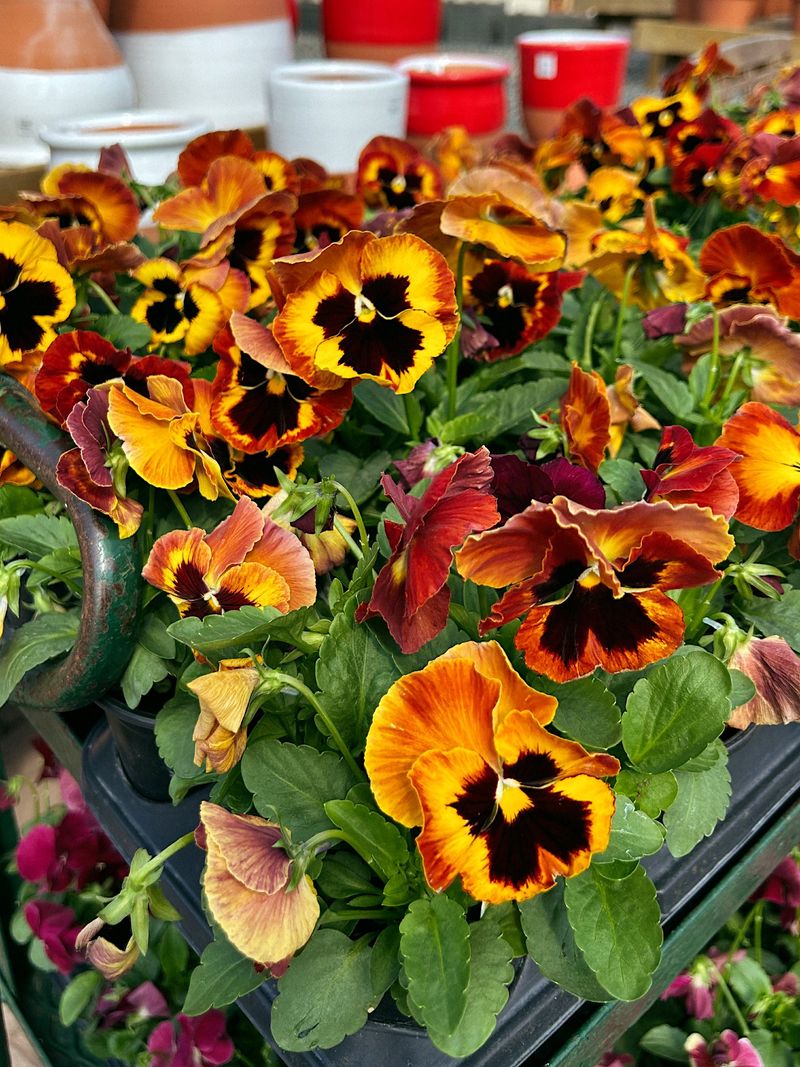 Pansies Laugh At Chilly Mornings