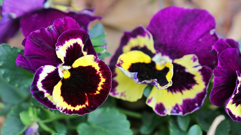 Pansies Show Cheerful Faces Through Chilly Weather Pansies Show Cheerful Faces Through Chilly Weather