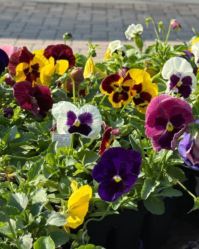 Pansies That Laugh At Frost Pansies That Laugh At Frost