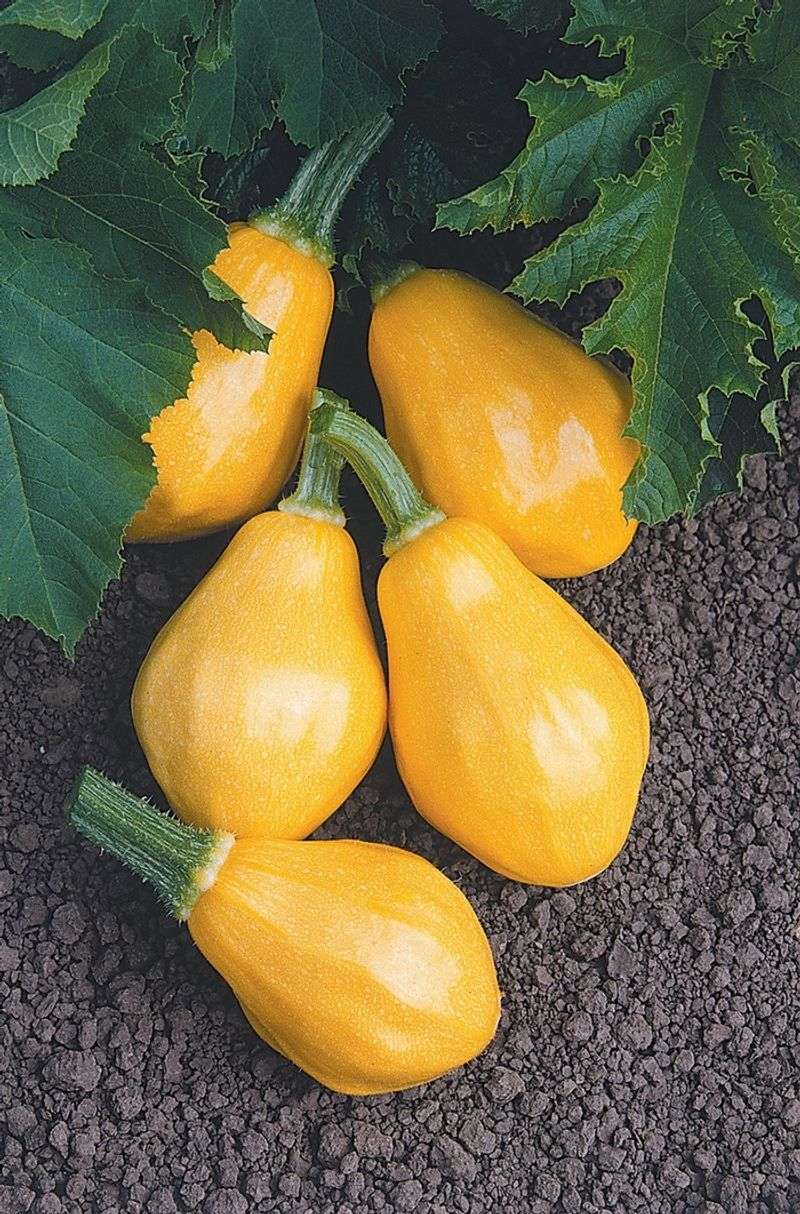 Papaya Pear Summer Squash