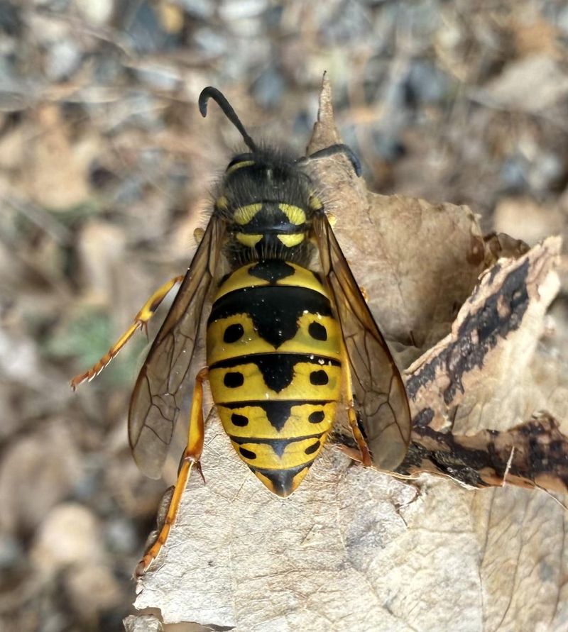 Paper Wasp Or Impostor? Read The Details Paper Wasp Or Impostor? Read The Details