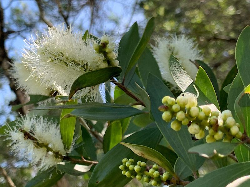 Paperbark (Melaleuca Quinquenervia)