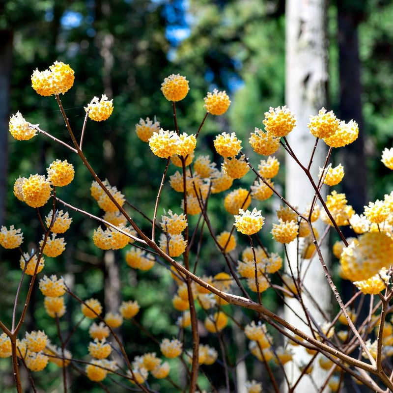 Paperbush (Edgeworthia chrysantha)