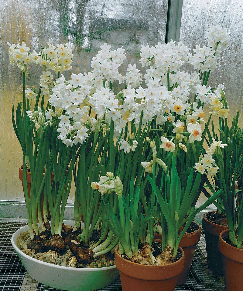 Paperwhite Narcissus
