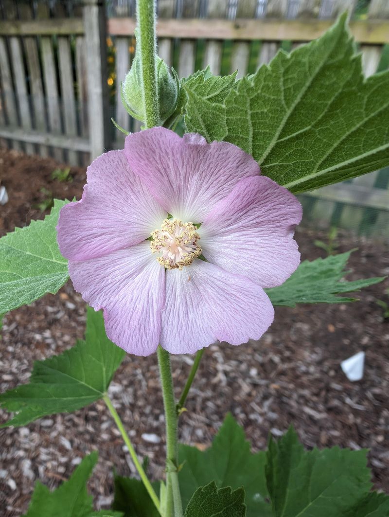 Papery Pink Blooms That Look Like Wild Hollyhocks