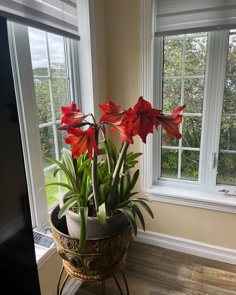 Park Your Pot In Bright Warm Light