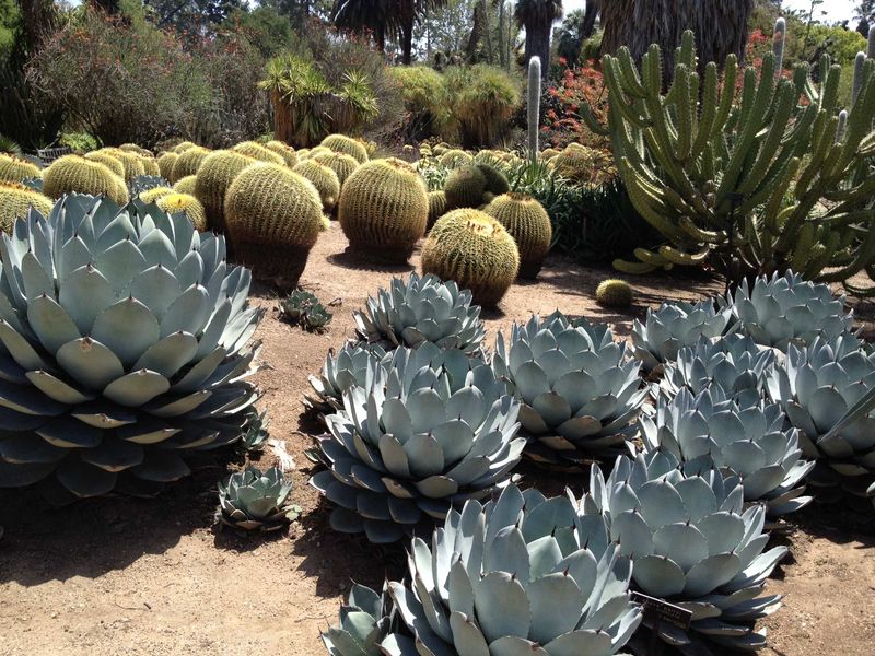 Parry's Agave Parry's Agave