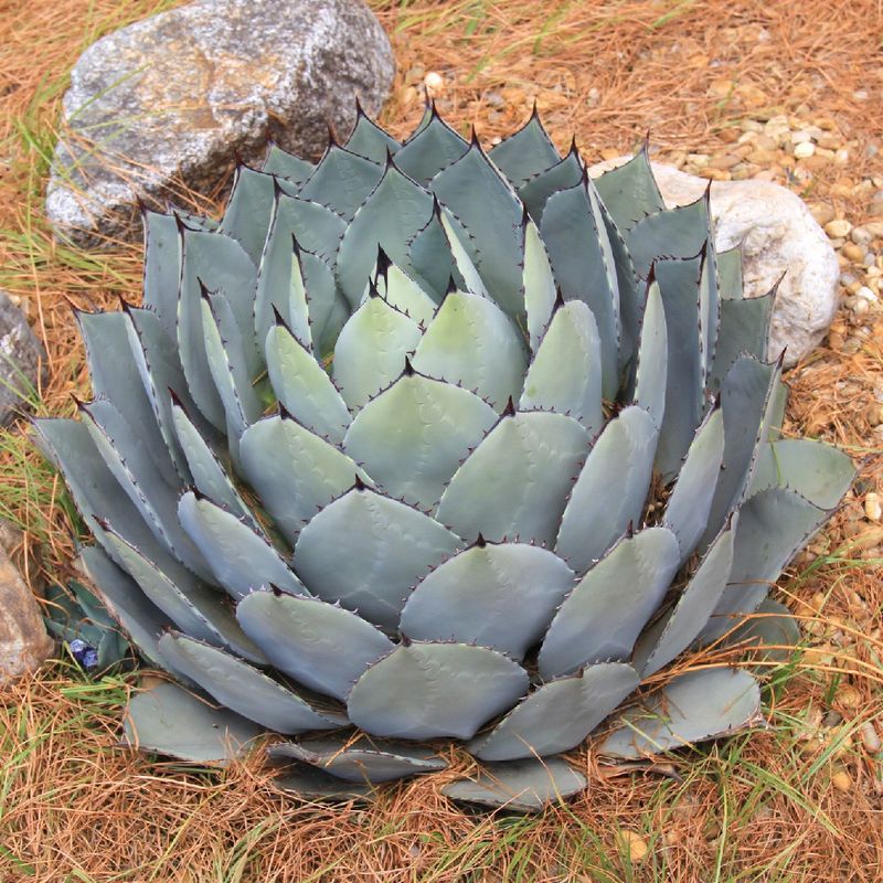 Parry's Agave Parry's Agave