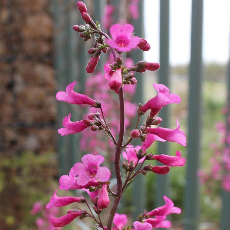 Parry's Penstemon