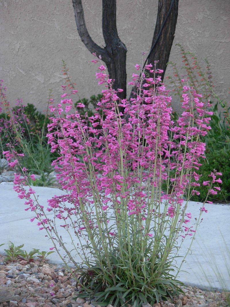 Parry's Penstemon Parry's Penstemon