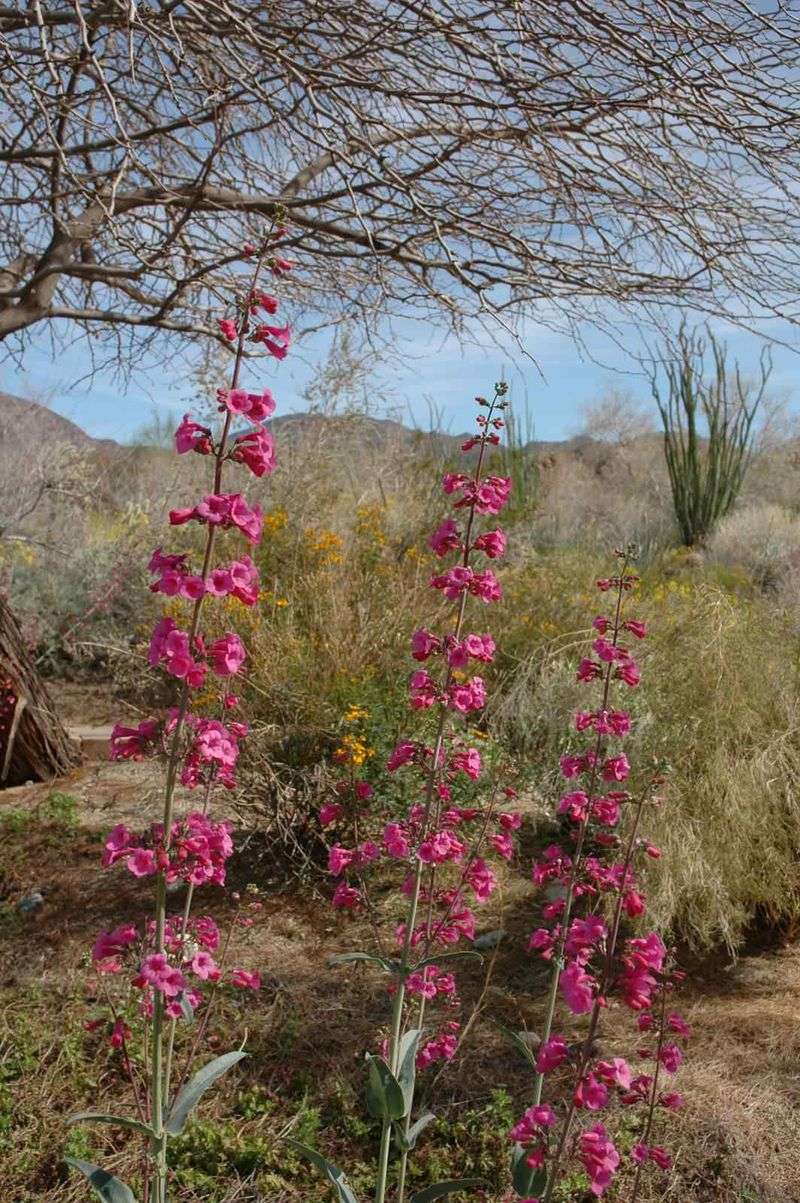 Parry's Penstemon (Penstemon parryi)