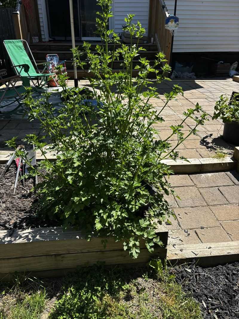 Parsley Can Keep Growing Into Cooler Weather