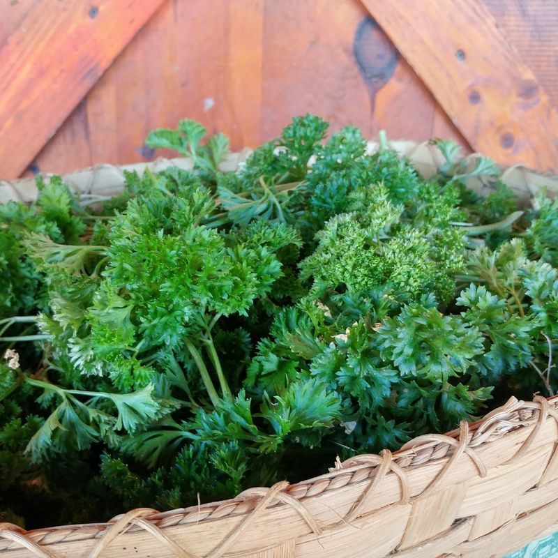Parsley Gets A Strong Start In Fall