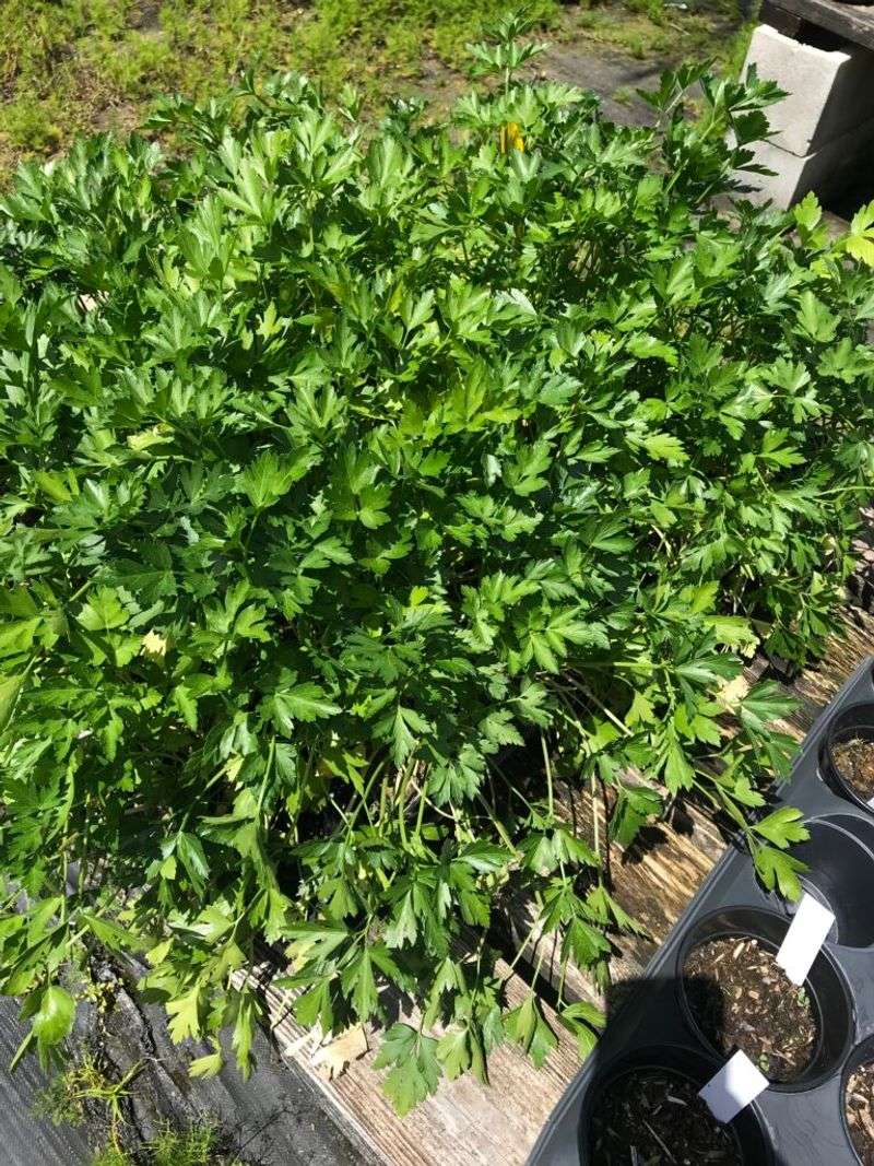 Parsley Prefers Fall Over Summer Heat