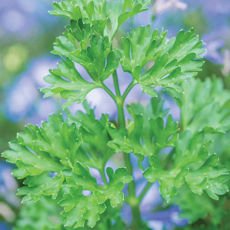 Parsley Prefers Fall Over Summer Heat Parsley Prefers Fall Over Summer Heat