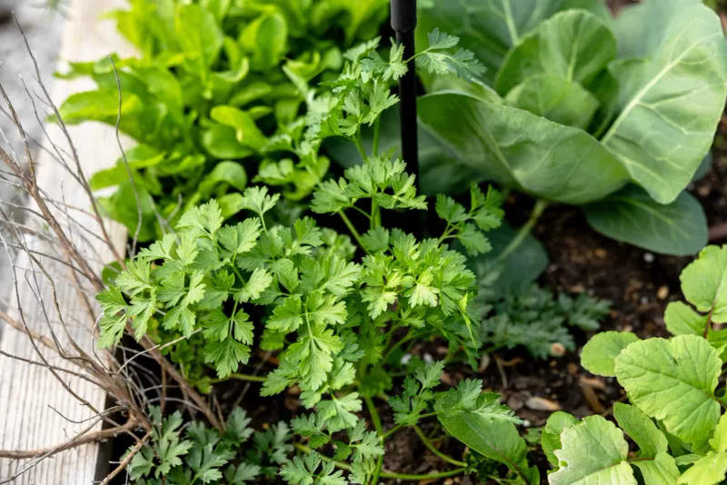 Parsley Settles In Nicely During The Shift To Cooler Weather
