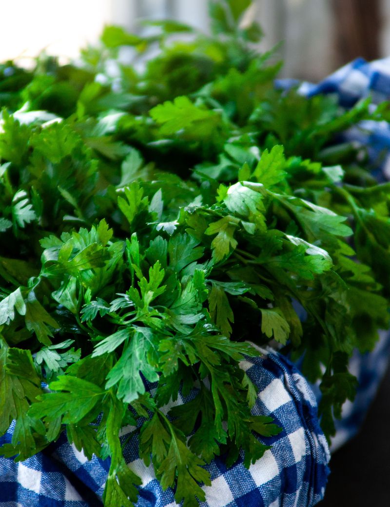 Parsley, The Leafy Winter Workhorse Parsley, The Leafy Winter Workhorse